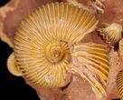 Stunning Cluster of Macrocephalites Ammonites #11487-2